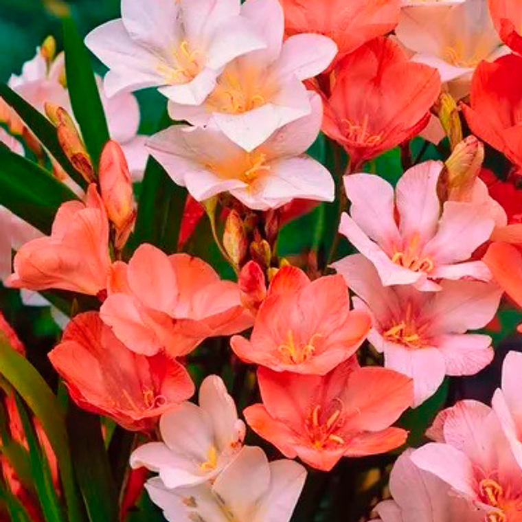 Cormo Tritonia surtida 5/6 1