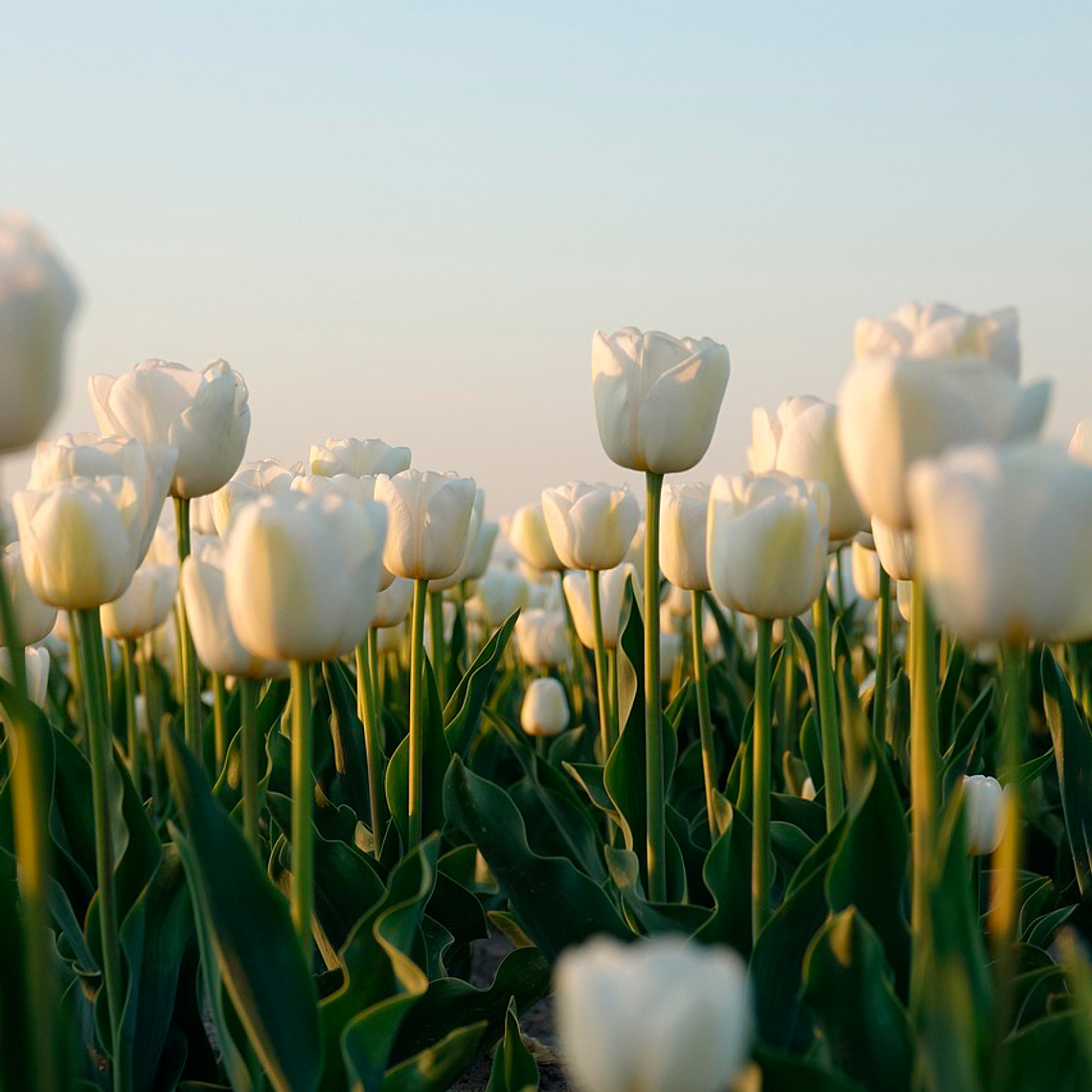 Bulbo Tulipan Antartica 12+ 1