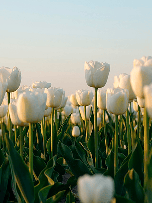 Bulbo Tulipan Antartica 12+