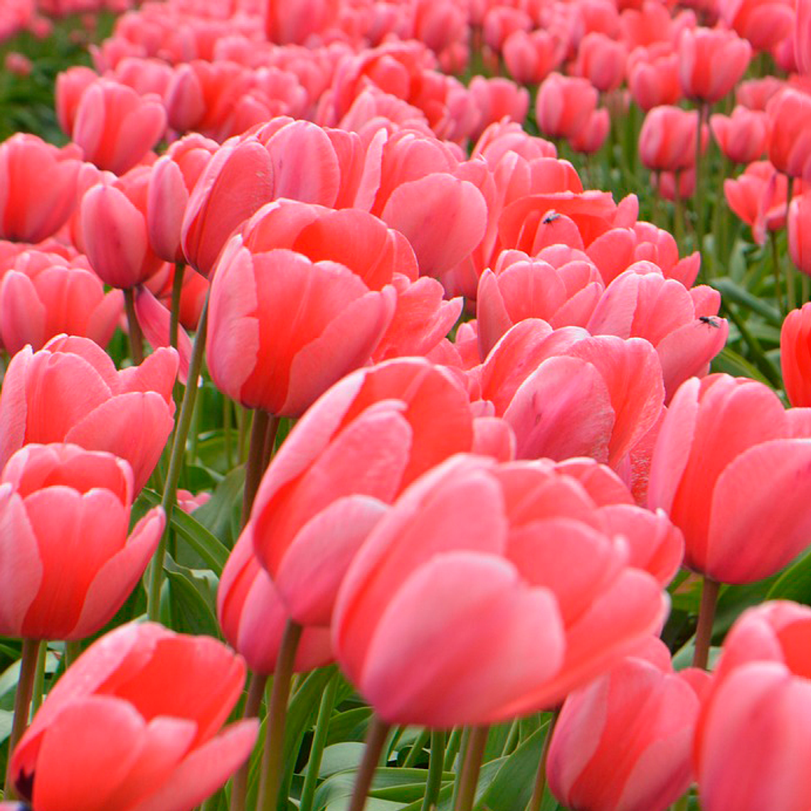 Bulbo Tulipan Orange Juice 12+ 1