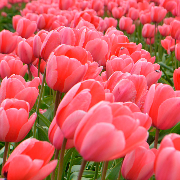 Bulbo Tulipan Orange Juice 12+ 1