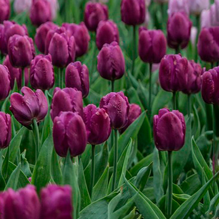 Bulbo Tulipan Bullit 12 + 1