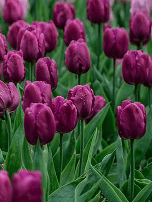 Bulbo Tulipan Bullit 12 +