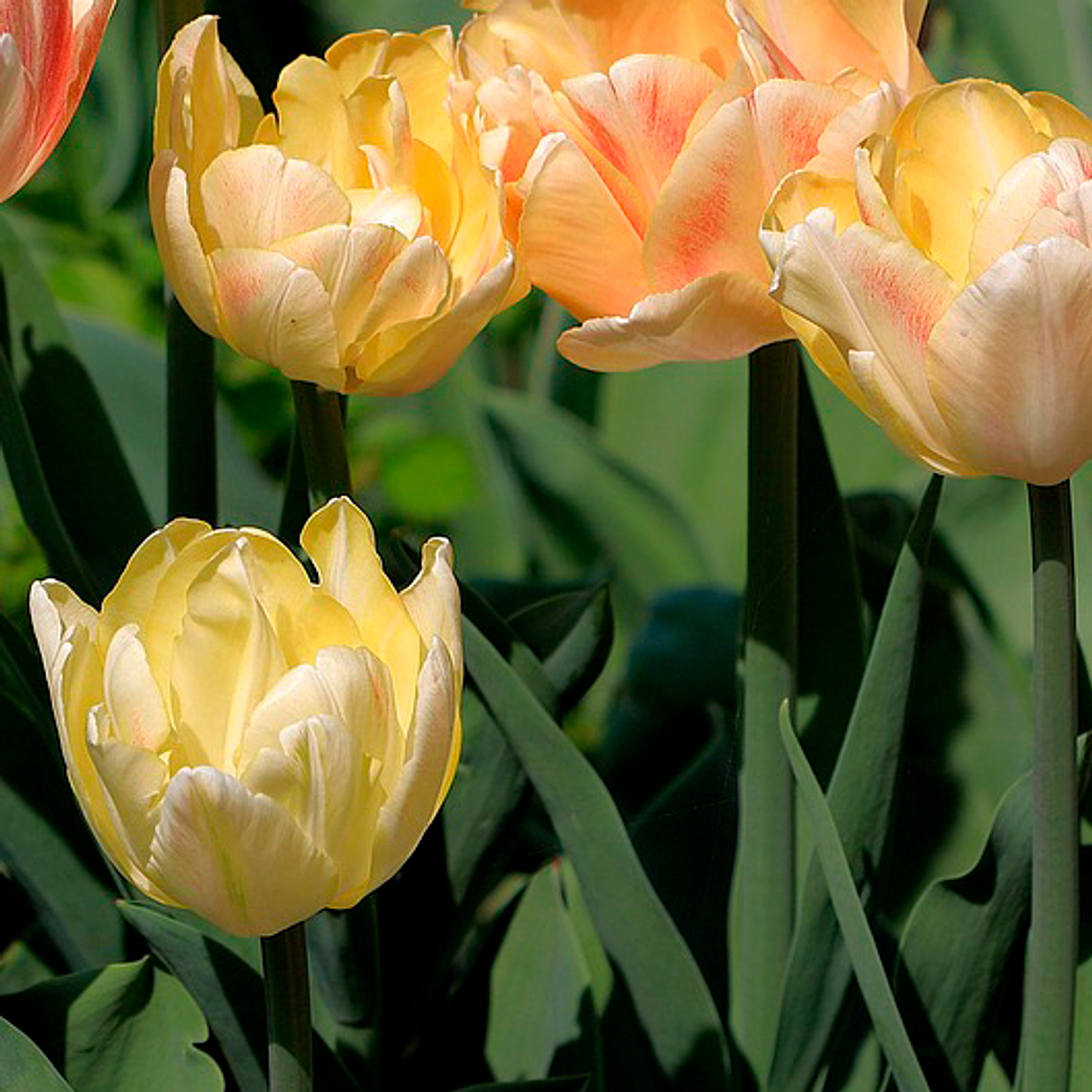 Bulbo Tulipan Avant Garde 12 + 1