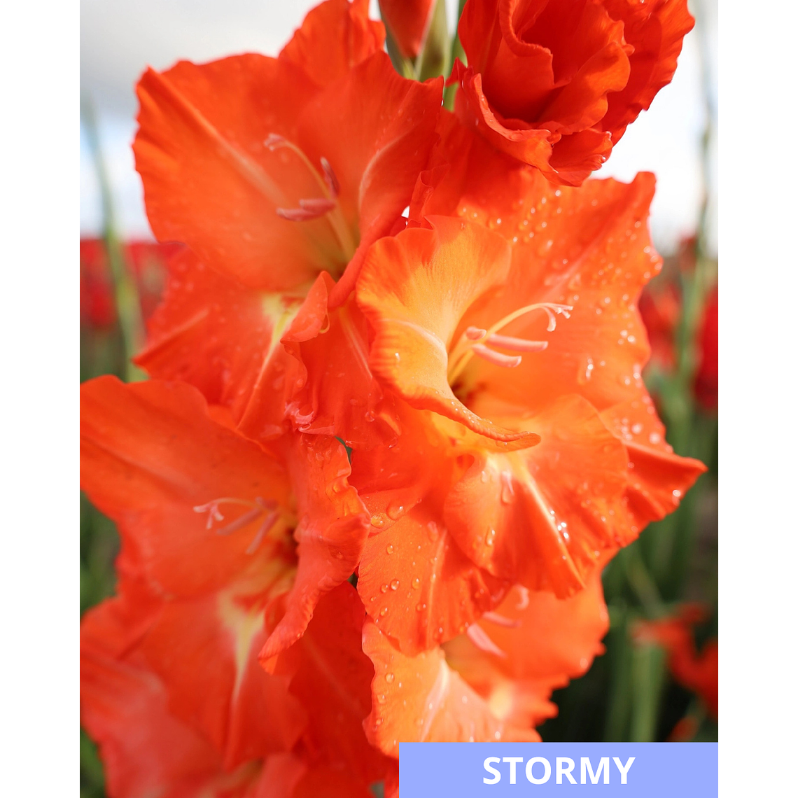 Cormos de Gladiolos 19