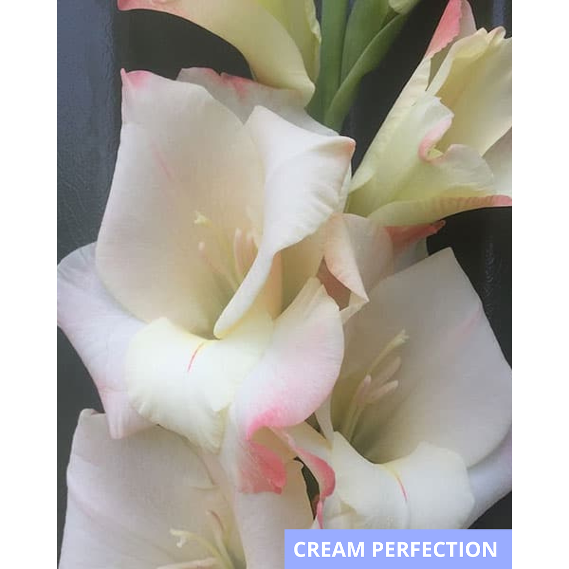 Cormos de Gladiolos 20