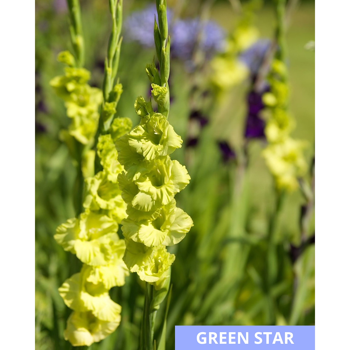 Cormos de Gladiolos 32