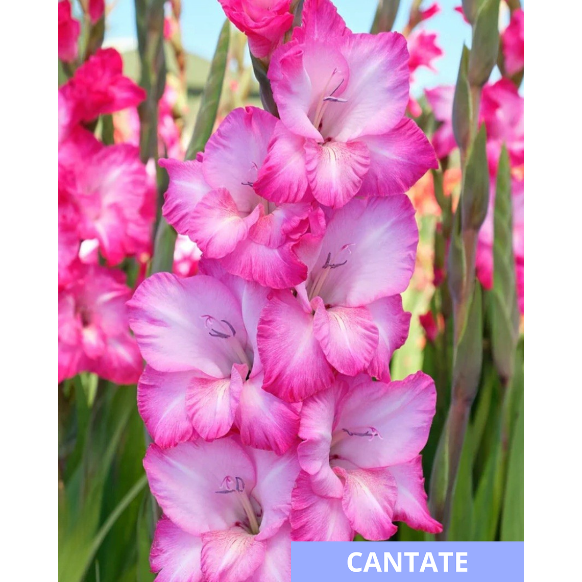 Cormos de Gladiolos 21