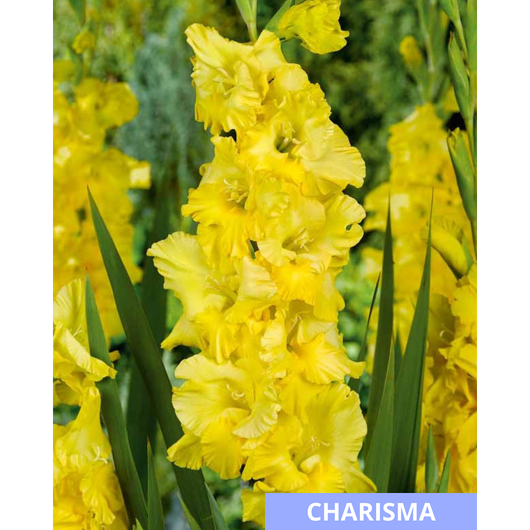 Cormos de Gladiolos 22