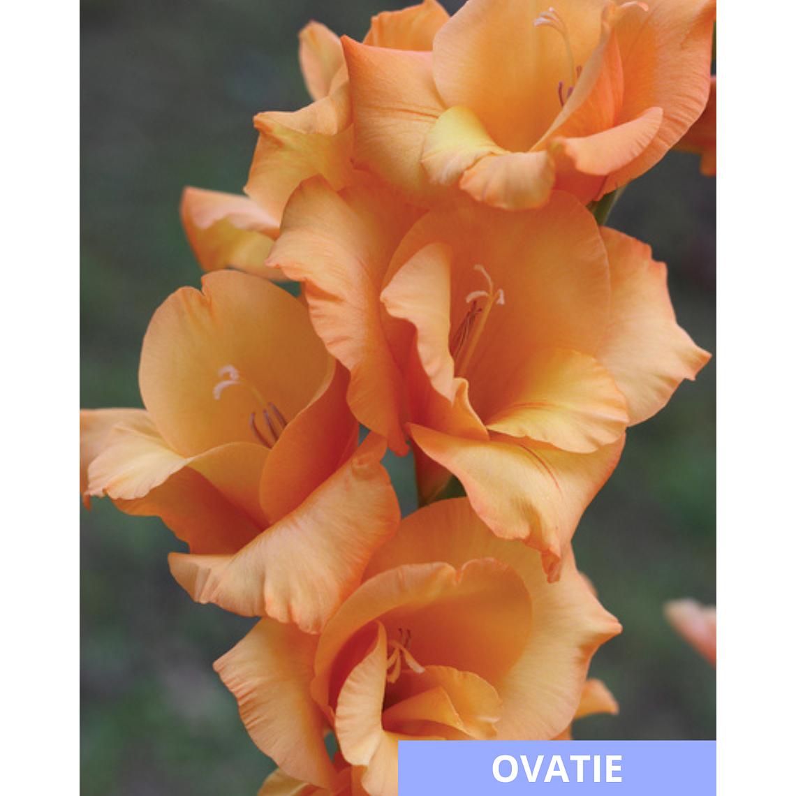 Cormos de Gladiolos 23