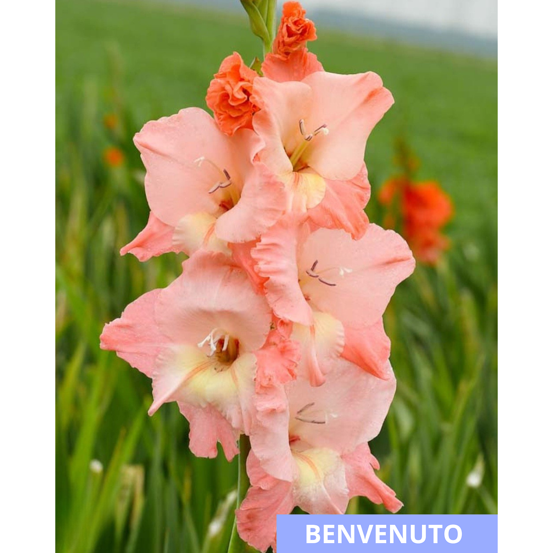 Cormos de Gladiolos 24