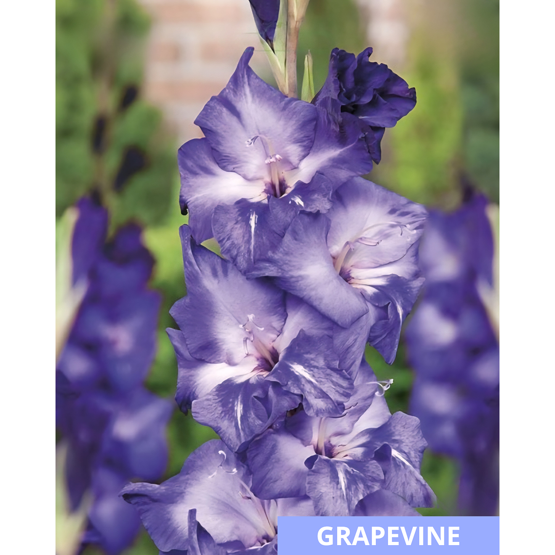 Cormos de Gladiolos 31