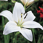 Bulbos de Lilium asiático sencillo - Miniatura 3