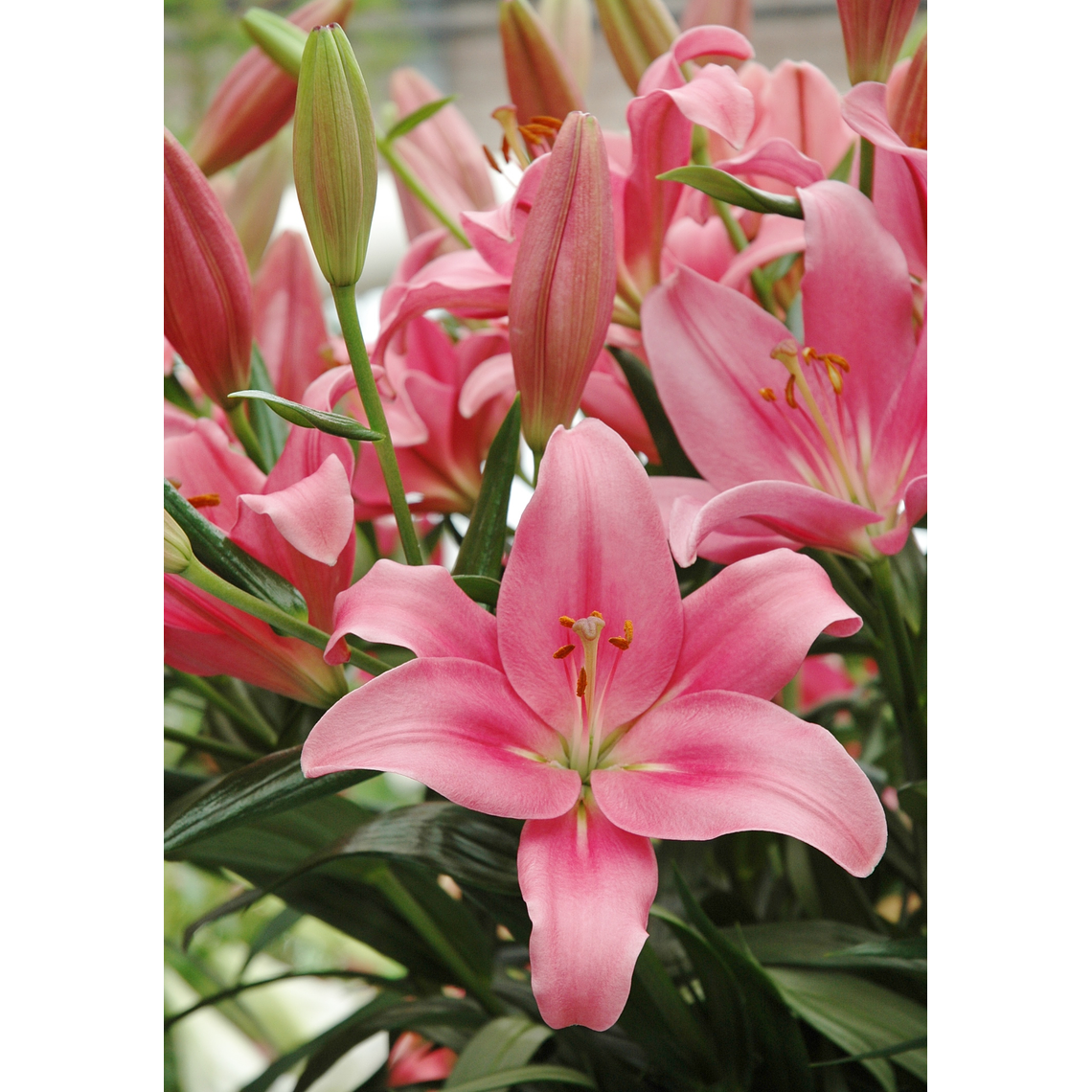 Bulbos de Lilium asiático sencillo 4