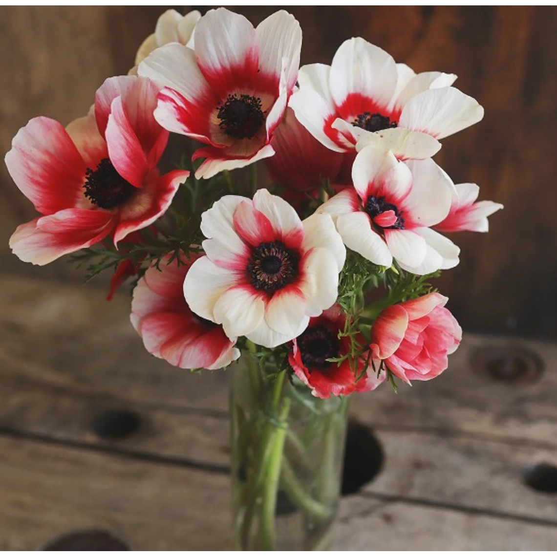 Cormo Anemona Rainbow Red White 3/4 1