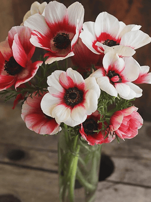 Cormo Anemona Rainbow Red White 3/4