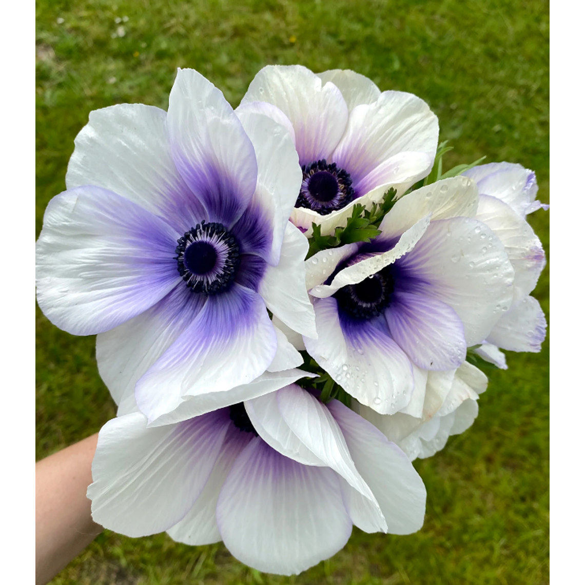 Cormo Anemona Rainbow Blue White 5/6 1