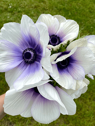 Cormo Anemona Rainbow Blue White 5/6