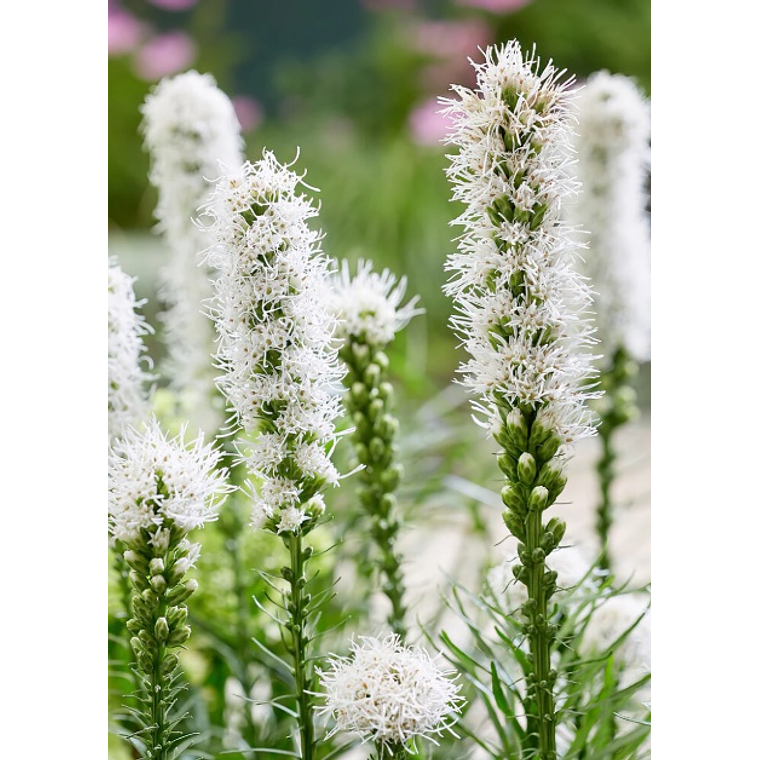 Liatris 8