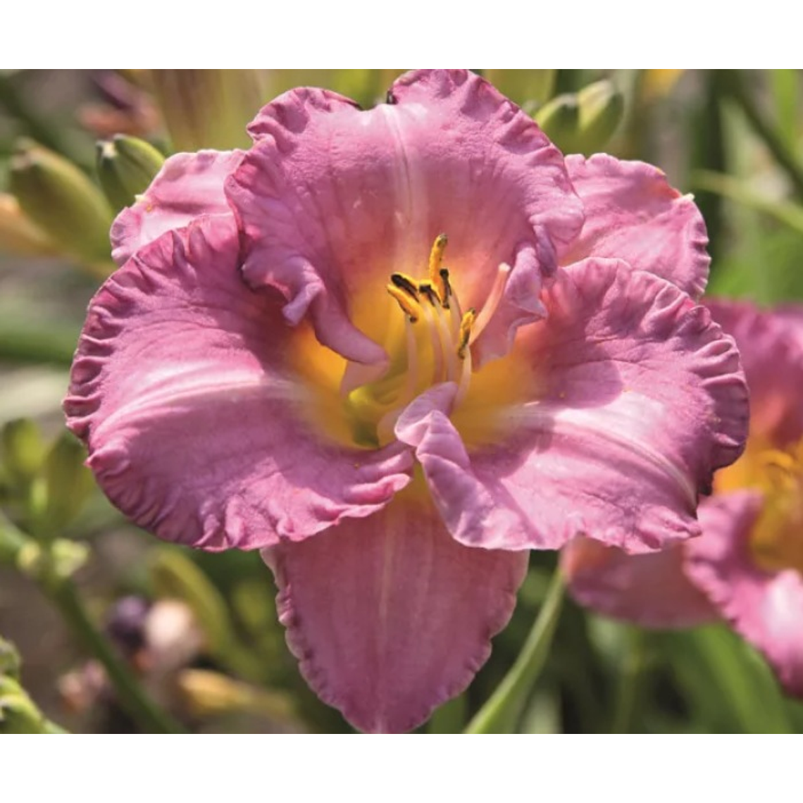 Rizoma Hemerocallis Entrapment 1