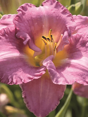 Rizoma Hemerocallis Entrapment