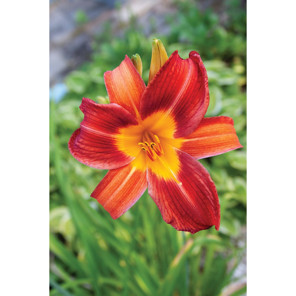 Rizoma Hemerocallis Everydaylily red ribs 1