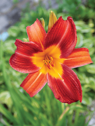 Rizoma Hemerocallis Everydaylily red ribs
