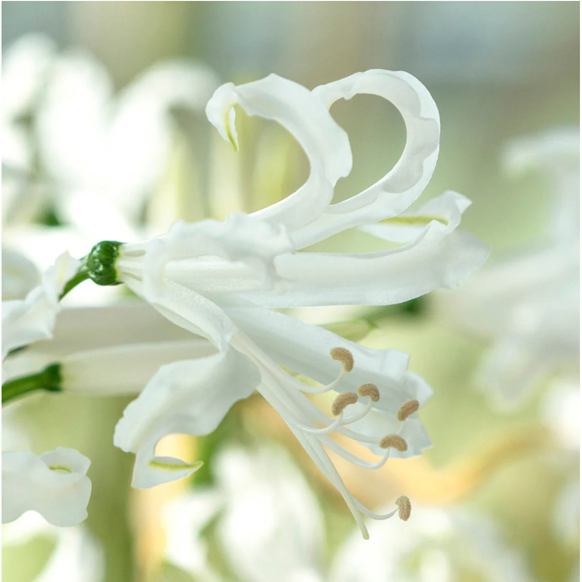 Bulbo Nerine Bowdenii Alba 12/14 1