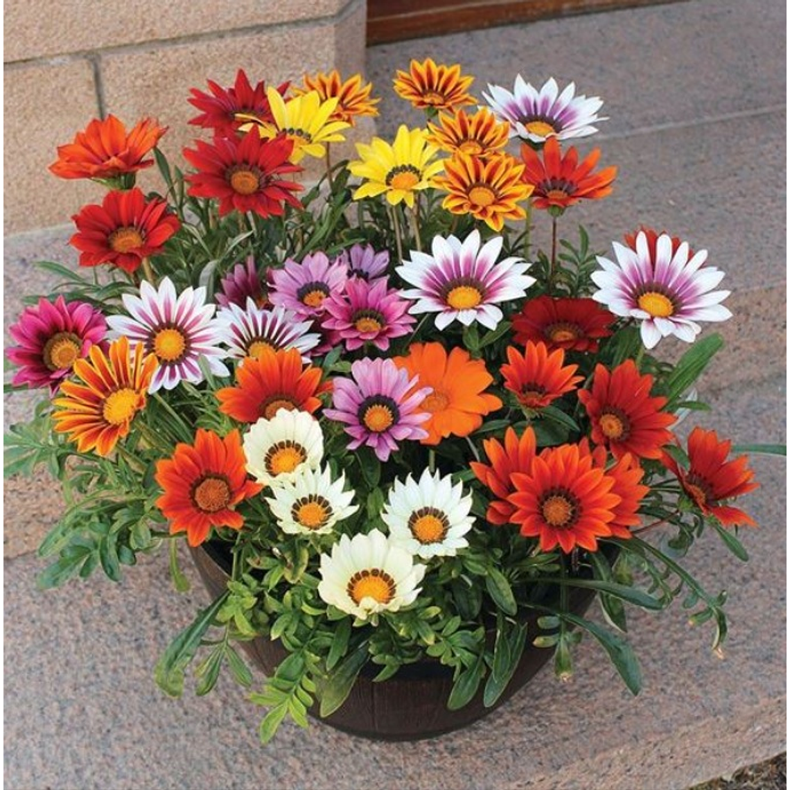 Semillas de Gazania Mix                     (100 semillas) 1