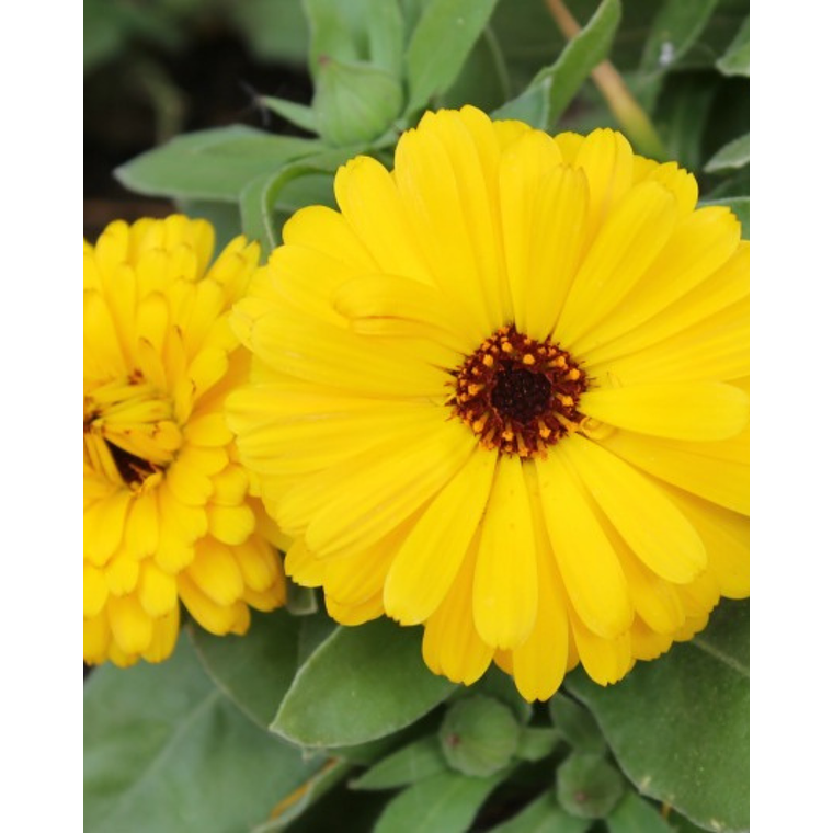 Semillas Calendula Amarilla (100 semillas) 2