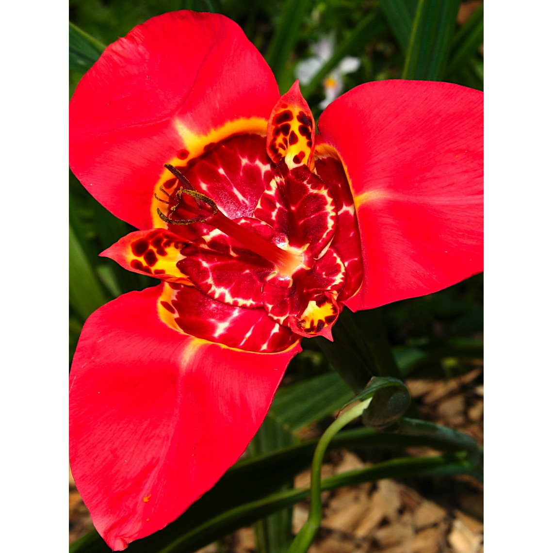 Cormo Tigridia Pavonia 7/9 3