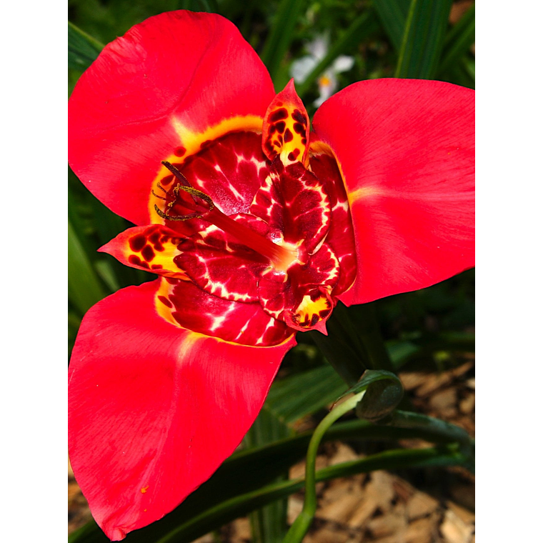 Cormo Tigridia Pavonia 7/9 3