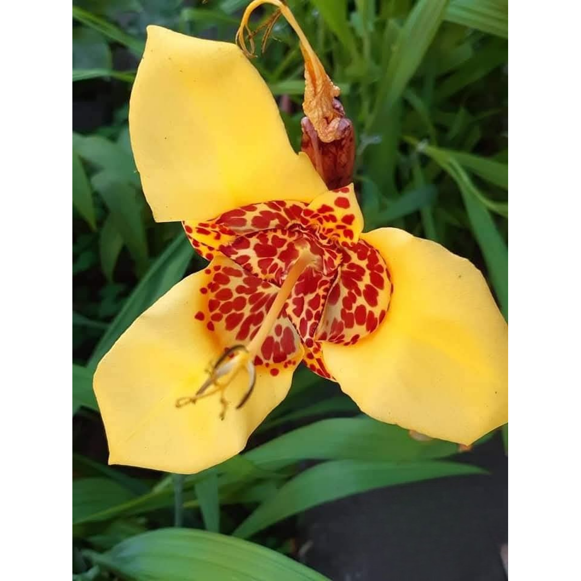 Cormo Tigridia Pavonia 7/9 4