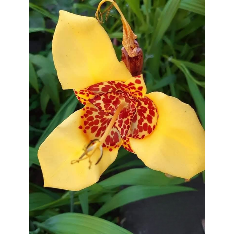 Cormo Tigridia Pavonia 7/9 4