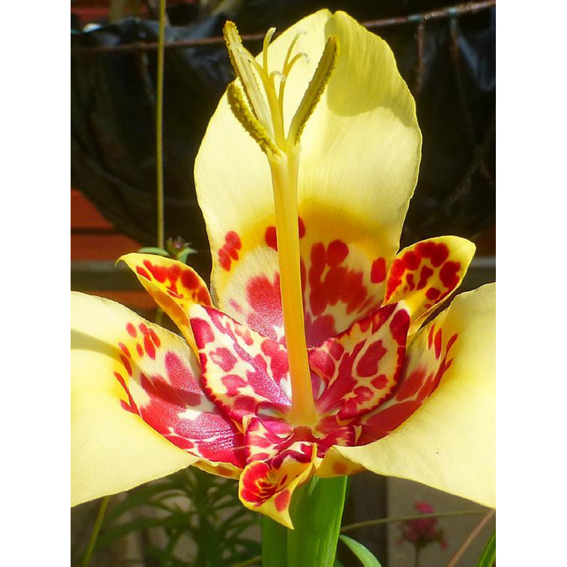 Cormo Tigridia Pavonia 7/9 5