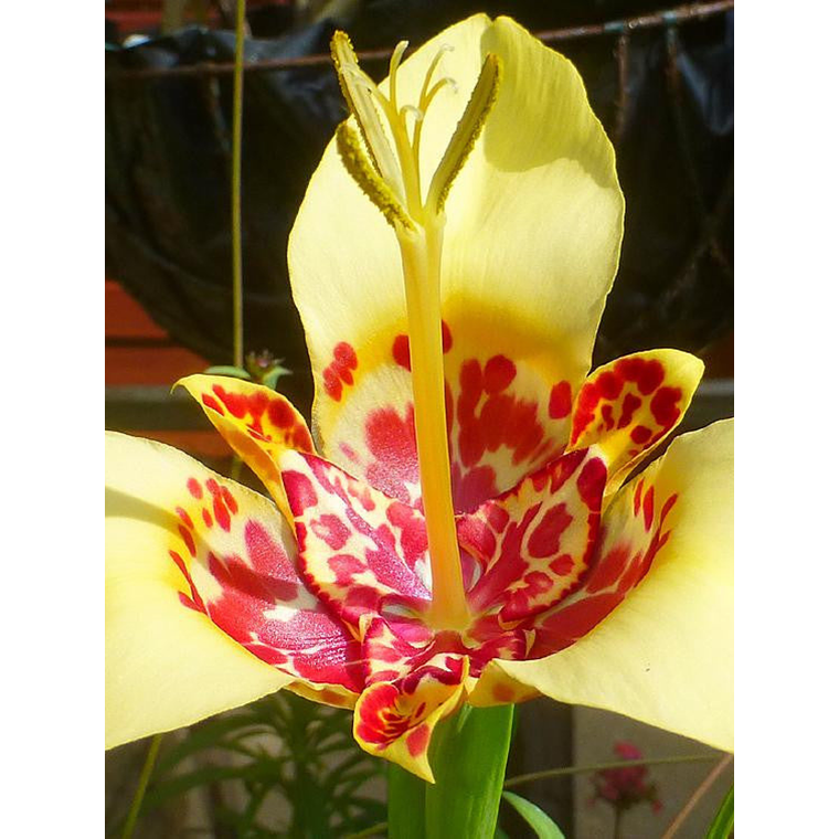 Cormo Tigridia Pavonia 7/9 5