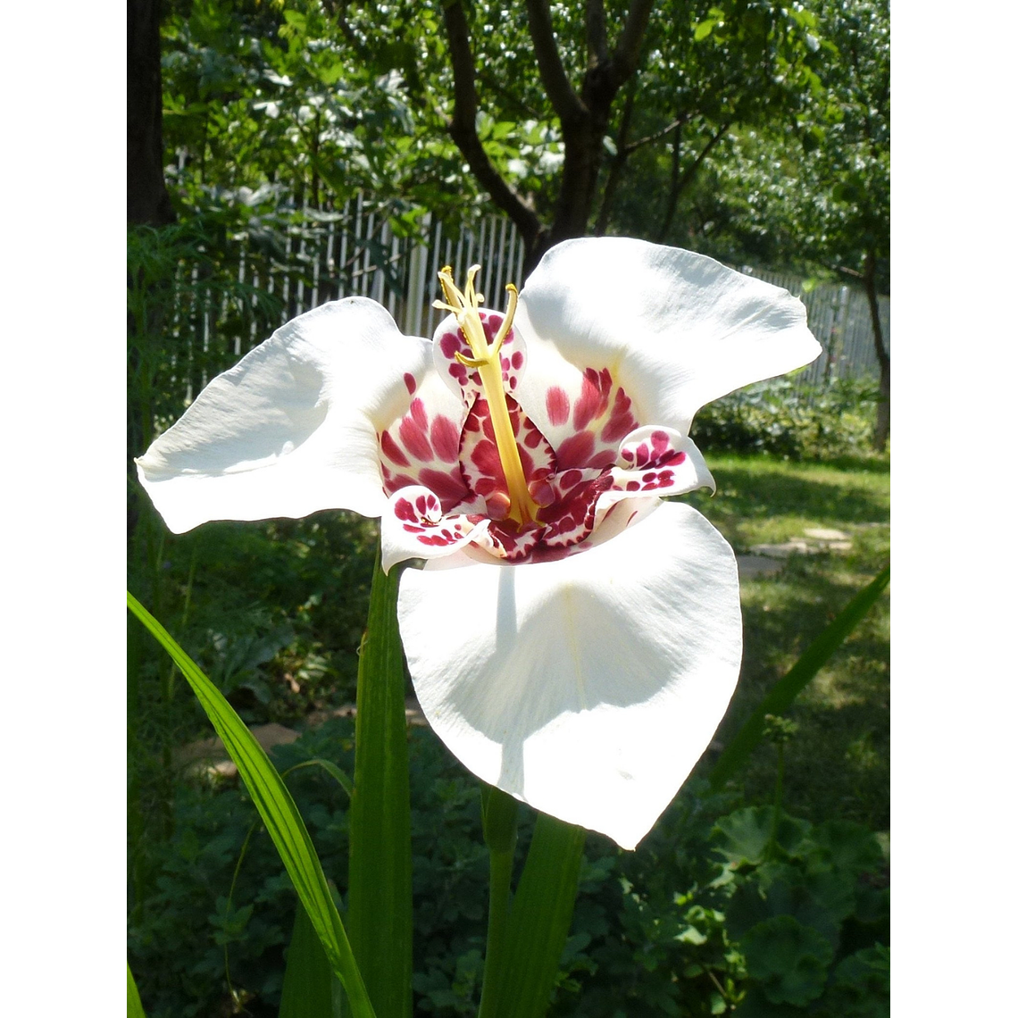 Cormo Tigridia Pavonia 7/9 6