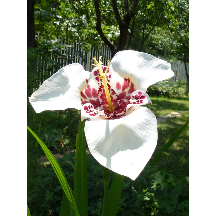 Cormo Tigridia Pavonia 7/9 6