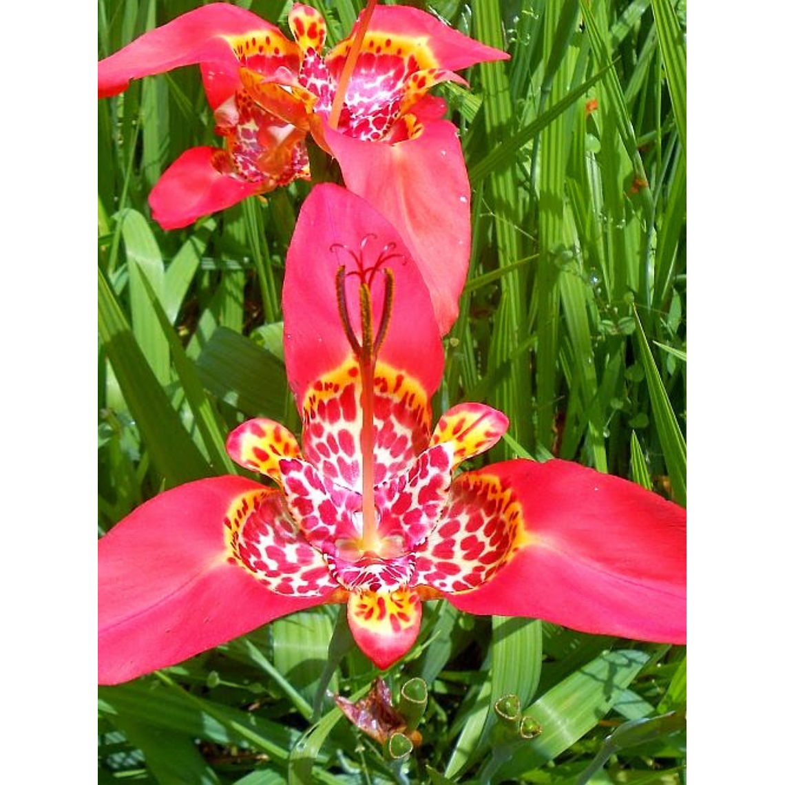 Cormo Tigridia Pavonia 7/9 7