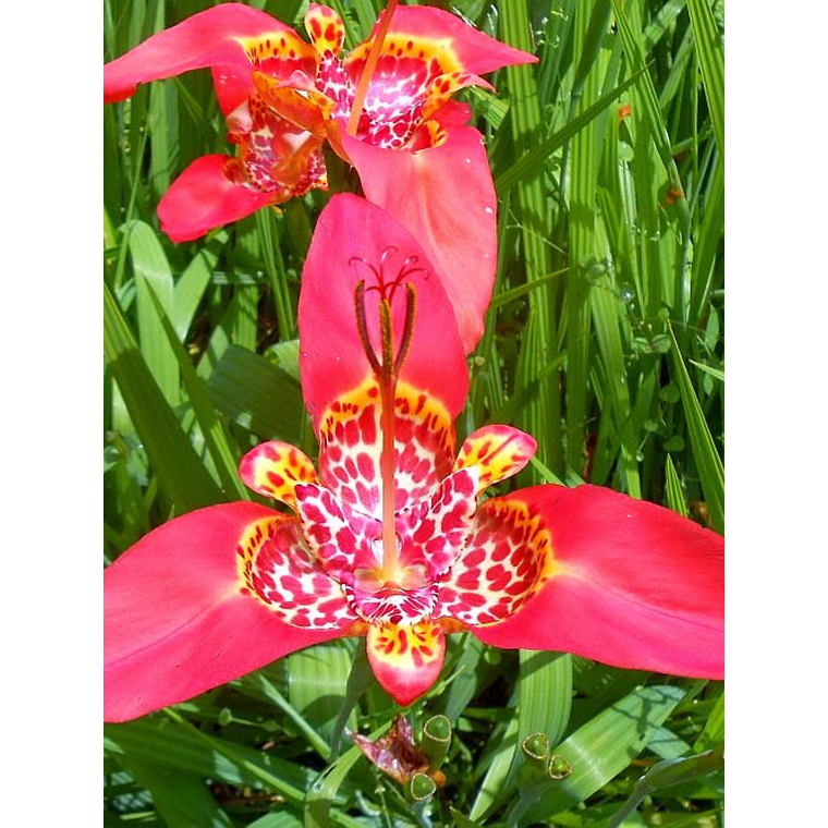 Cormo Tigridia Pavonia 7/9 7