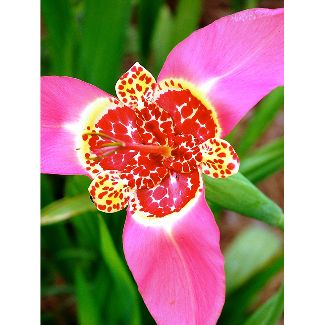 Cormo Tigridia Pavonia 7/9 8