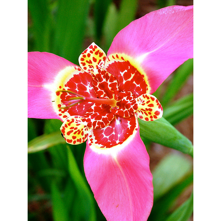 Cormo Tigridia Pavonia 7/9 8