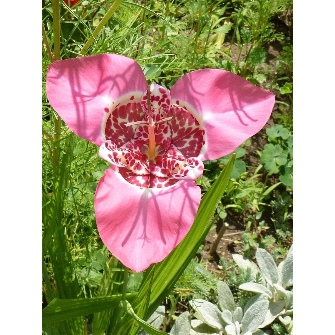 Cormo Tigridia Pavonia 7/9 9