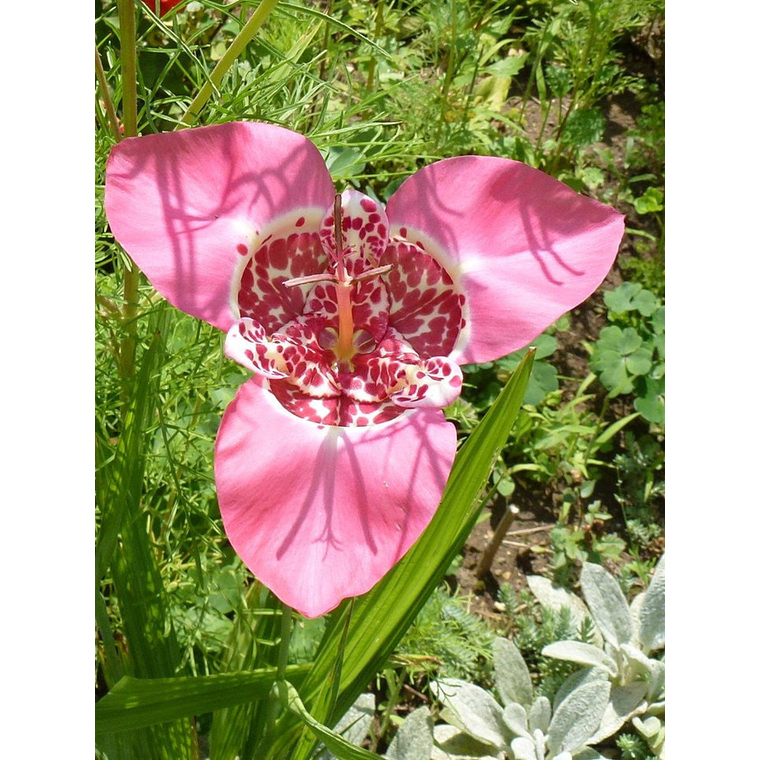 Cormo Tigridia Pavonia 7/9 9