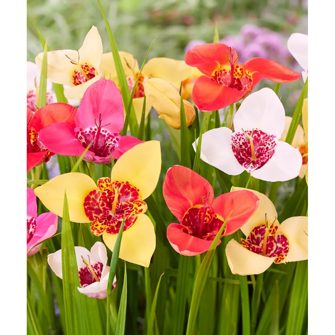 Cormo Tigridia Pavonia 7/9 1