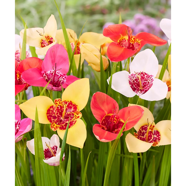 Cormo Tigridia Pavonia 7/9 1