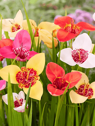 Cormo Tigridia Pavonia 7/9