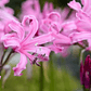 Bulbo Nerine Bowdenii Bowdenii 12/14 - Miniatura 3