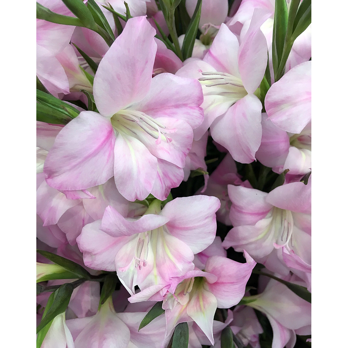 Cormo Gladiolo Nanus Charming Lady 8/9 1