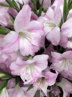 Cormo Gladiolo Nanus Charming Lady 8/9